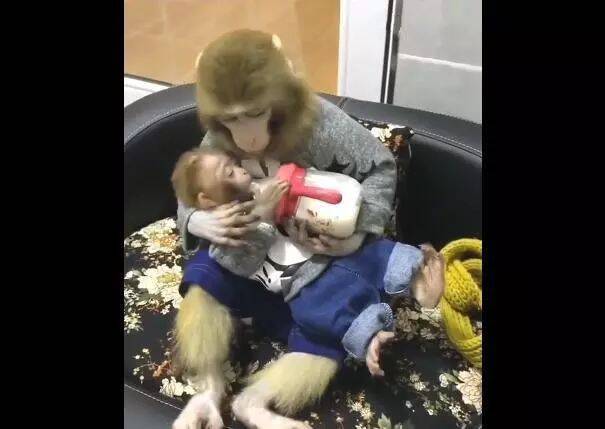 猴妈坐沙发上给猴宝喝奶，亲亲抱抱，网友：过的比人好