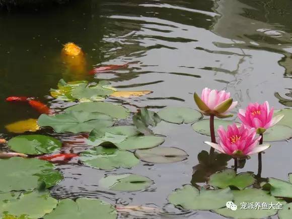 每日一鱼 | 草金鱼和睡莲更配哦~