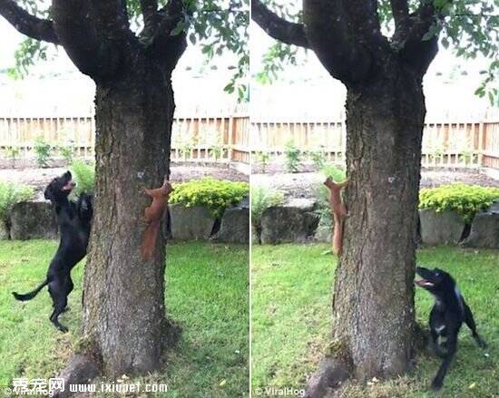 拉布拉多犬想上树抓松鼠 不料被其戏耍转圈！
