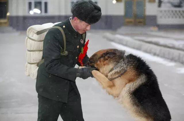 摸军犬头的时候你可能不知道，它的军衔或许比你还高