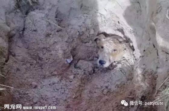 狗狗被人恶意埋在土坑等死，幸好遇到好心人及时救助