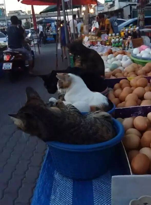 4只猫咪坐在鸡蛋摊上，悠闲的样子萌翻众人，网友：买鸡蛋送猫？