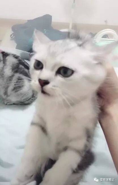 小奶猫总是挠人，网友就把它交给猫妈收拾，猫妈的反应让人笑喷！