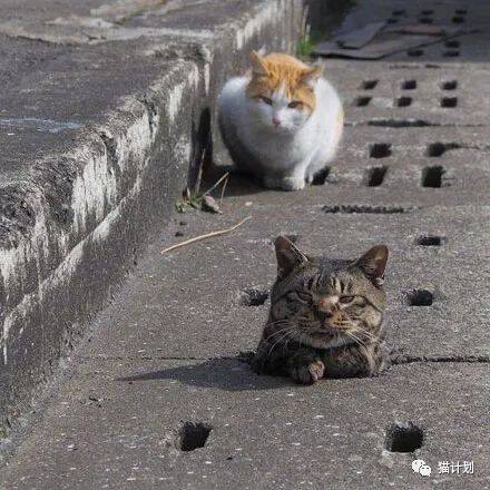 猫咪卡在洞里了，没想到一群猫跑来围观了……