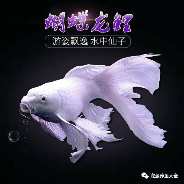 【每日一鱼】灵动飘逸的台湾蝴蝶龙鲤（附：饲养参考）