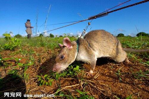 拯救数千人生命的非洲巨鼠