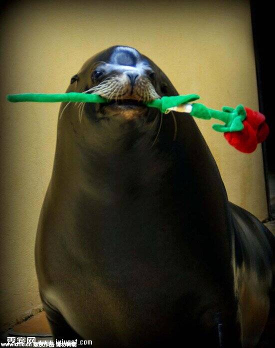 英国野生动物园海狮为情侣献玫瑰花引观众欢呼