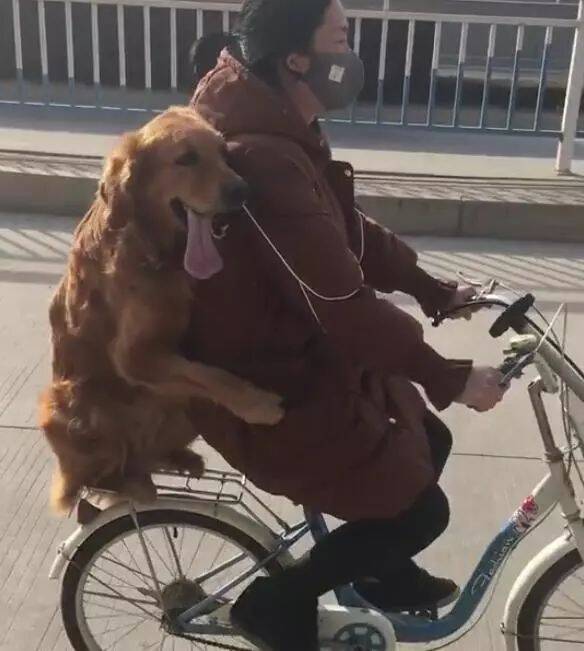 女孩骑自行车带金毛旅行，狗狗小心翼翼的坐着抱着，样子好开心！