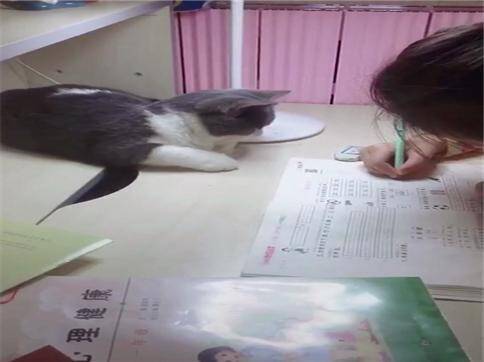 英短猫每天陪伴小主人写作业，从来不捣乱，网友：全网最认真的喵