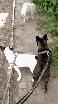 两只狗狗在路上被一只白猫挡道，接下路这幕真是丢了狗脸！