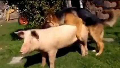 动物界奇葩交配：狗与猪竟然是这样交配的