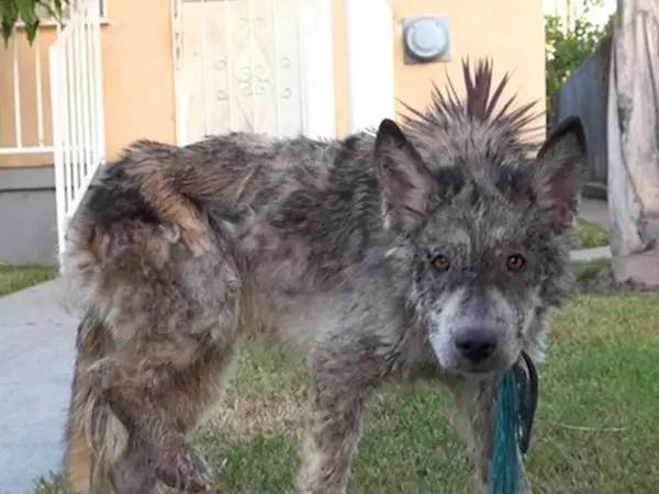 救这只狗狗时还以为它是斑鬣狗，洗完澡后才发现最美的惊喜