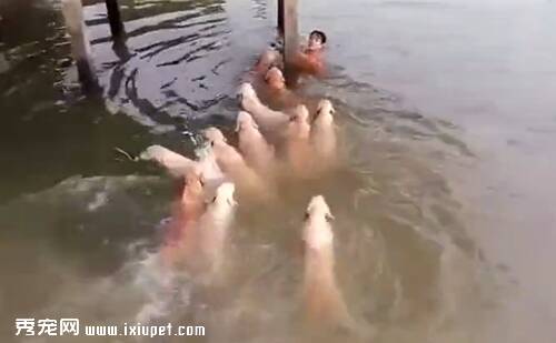 泰国男子带着十二只金毛一起在河中游泳
