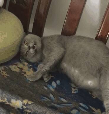 猫妈生崽难产到怀疑猫生~主子：想笑又觉得可怜！为猫妈加油！
