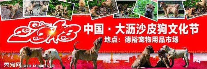 2018中国大沥沙皮狗文化节即将开幕