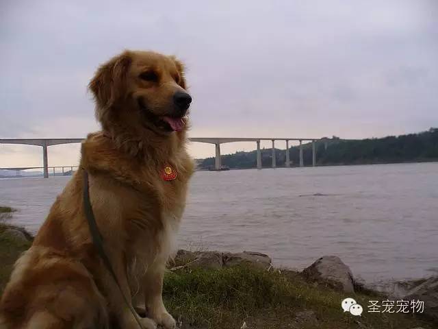 世界两大无攻击性犬，除了哈士奇还是这种智商超高