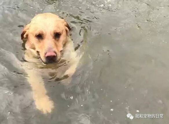 拉布拉多在水里游泳突然发生意外溺水，主人却眼睁睁的看着它沉入了水里......