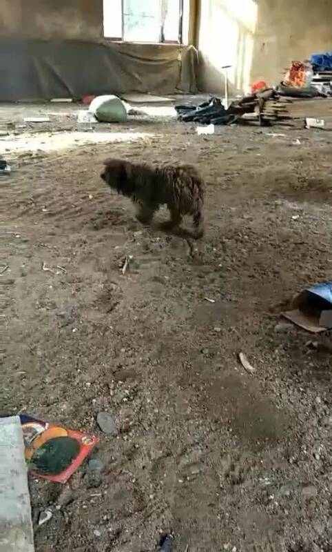泰迪送到农村当看门犬，三个月后，主人再次见到它那刻，崩溃了！