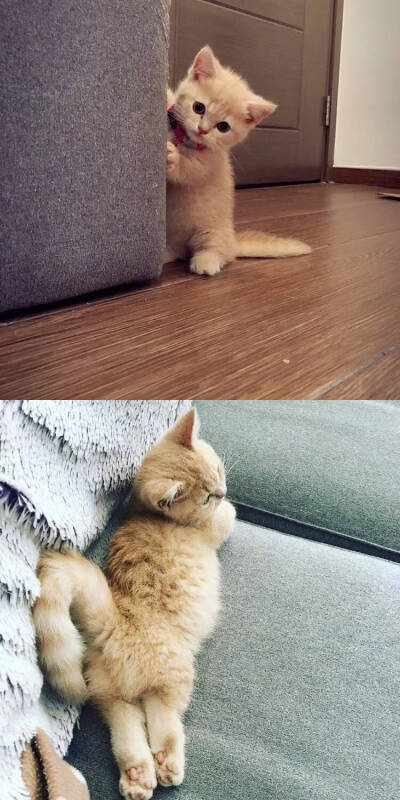 萌萌哒的小橘猫，轻轻咬一口，奶黄味的~