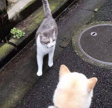 网友带柴犬出门散步遇到了猫，原以为会打起来，没想到.....