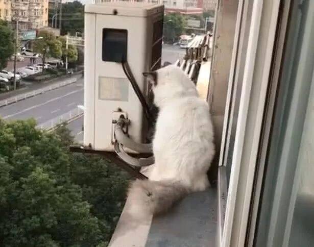 猫咪爬到窗台上看风景，铲屎官忽然喊了一声，结果悲剧了！