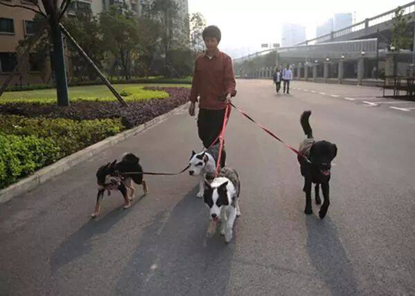 职业遛狗人按小时收费，开工作室月入过万