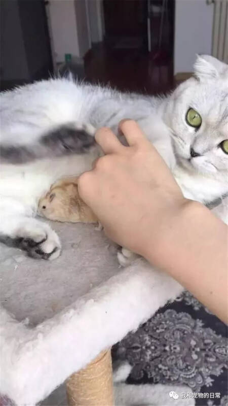 猫咪抱着仓鼠不撒手，从它的怀里抢了过来，猫咪的表情亮了！
