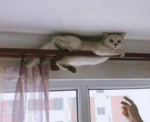 喵星人居然爬到屋顶上，让我很是难找，网友：猫真是有九条命，不怕死的