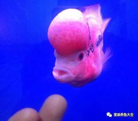 和宠物鱼互动乐翻天！把手伸进鱼缸里，只为看鱼饿不饿…