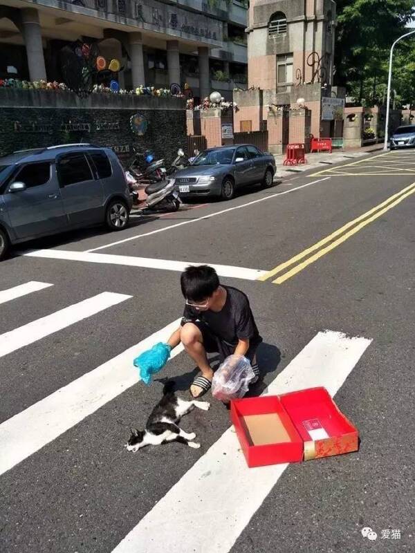 台湾男生看见一只车祸去世的流浪猫在暴晒，下一秒竟这样做，感动哭...