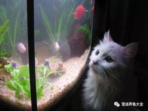 家里有宠物鱼的一定要提防猫，看看这些就明白为什么了！~