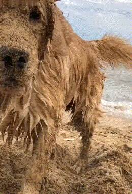 金毛第一次去玩沙子，开心的像个傻子，金毛：走的时候不用叫我了！