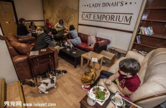英国莱斯特的一家咖啡店却因流浪猫咪被迫关闭