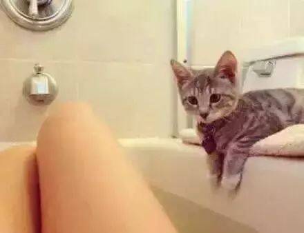 你知道猫咪为什么喜欢看你洗澡吗？原来理由如此暖心