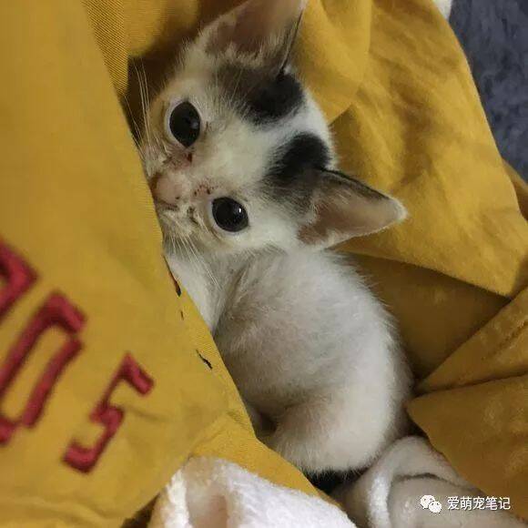 领养回来一只奶猫，一把屎一把尿拉扯大，如今颜值丝毫不输品种猫