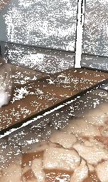 喵在旁边自己玩，突然被另一只猫打了一巴掌，好委屈[可怜]