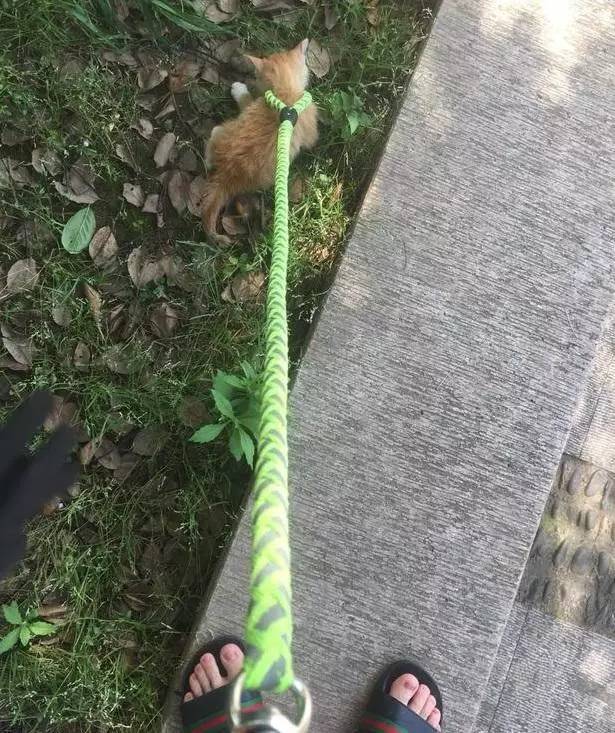 带猫咪出来遛弯，然而小奶猫对这条遛狗绳有点抗拒啊