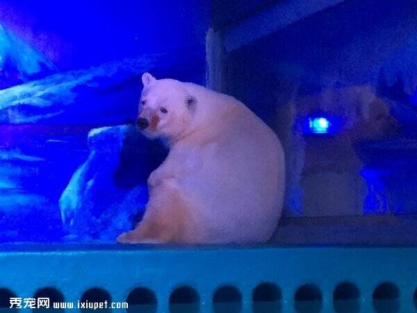 养出悲伤北极熊还扩建 广州恶商场将引进熊猫