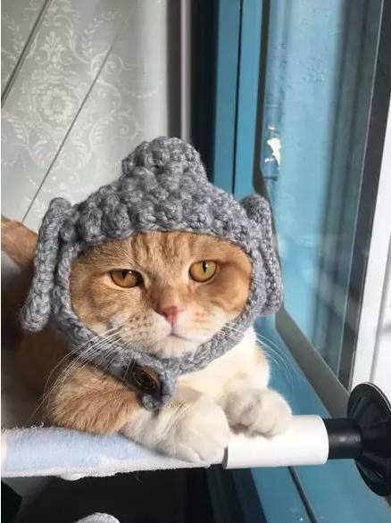 给家里的猫咪织了个佛祖帽，简直神了...