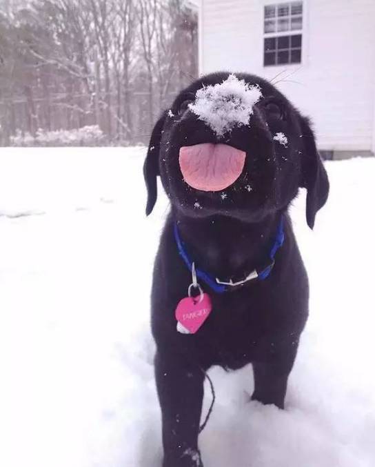 下雪天，狗狗们已经玩疯了...