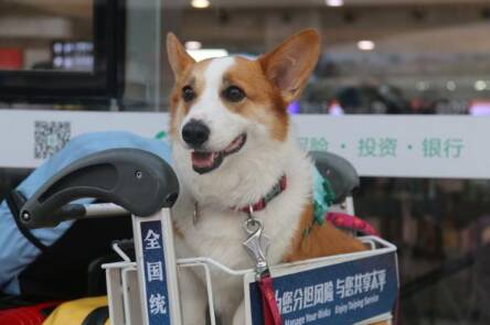 萌宠登机 三亚机场完成首次宠物客舱包机运输任务