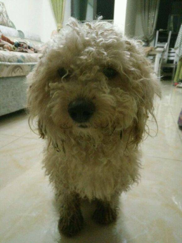 遇到一只流浪狗，喂了一根火腿肠，跟着我回到了家