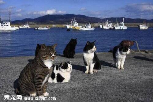 宠物猫咪的王国日本田代岛
