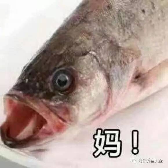 当你妈在线上经常不理你时，你可以发一发这个！
