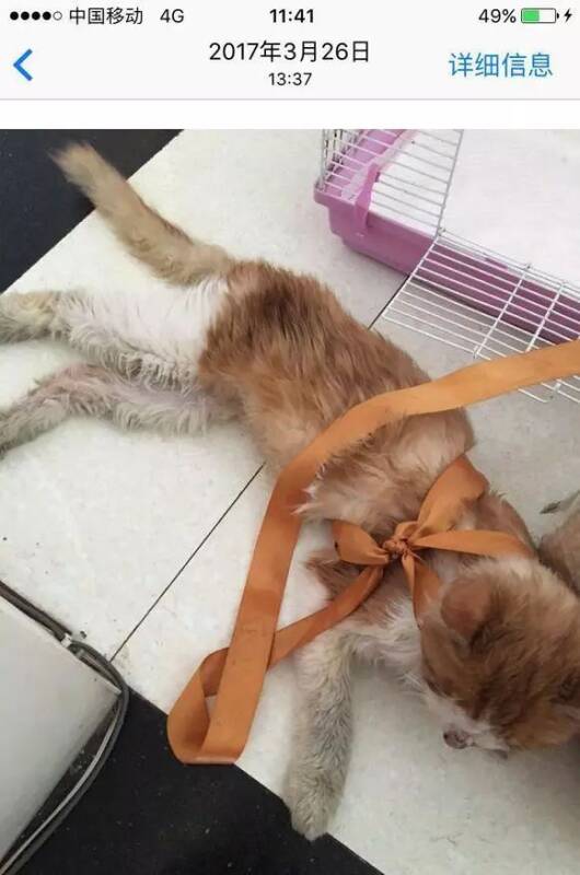 女孩晒自己去年捡的普通流浪猫，现在都快养成布偶了