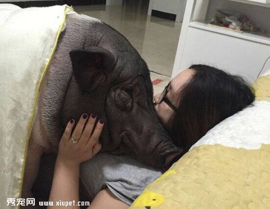 女子晒170斤宠物猪 主人与猪同睡引争议