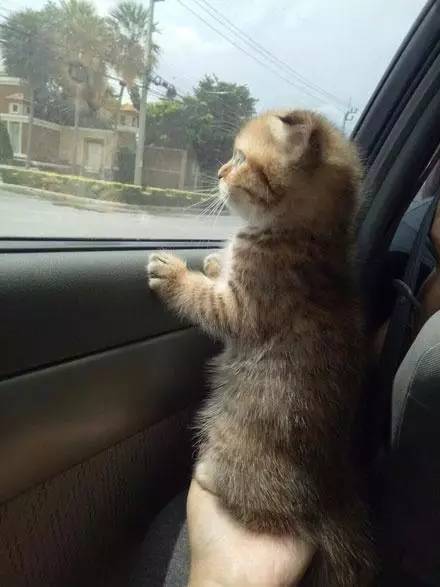 第一次坐车的小猫被主人托着屁屁看窗外，小表情一脸的正经