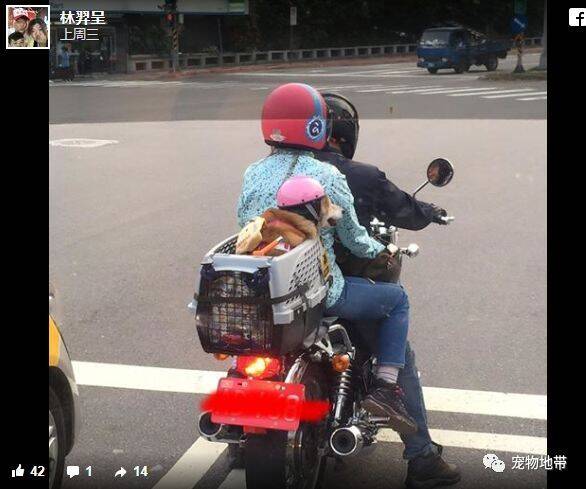 戴安全帽坐摩托车兜风的柴犬  超疗愈的