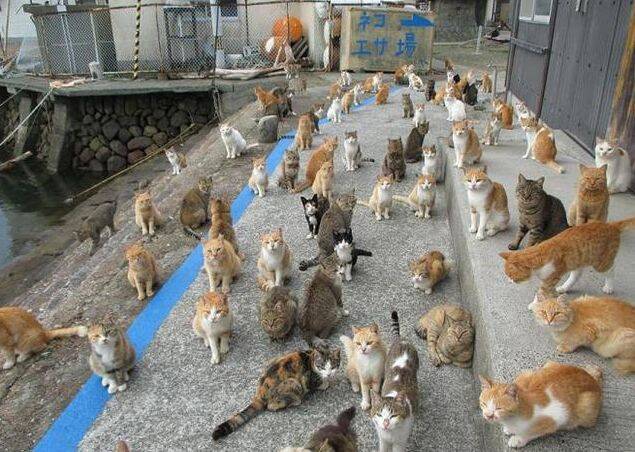 日本猫咪岛呼吁大家邮寄猫粮，结果多到没地放