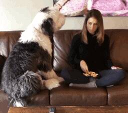 女主人吃零食被大狗发现后，想在吃一个都有点艰难.....
